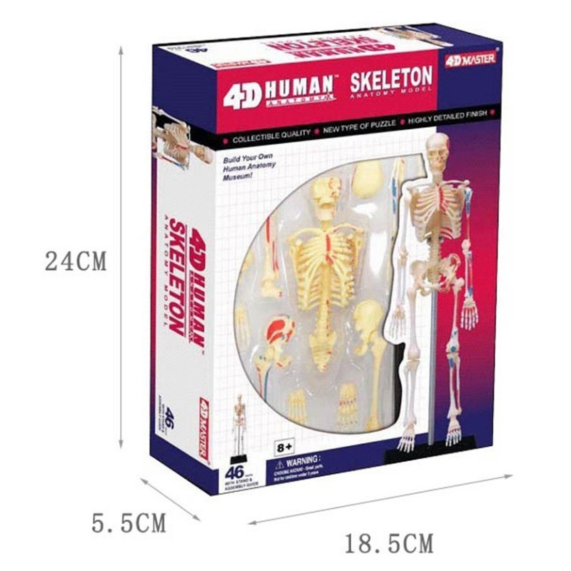Medical Lab And Science - 4D мастер, анатомическая модель человеческого скелета,